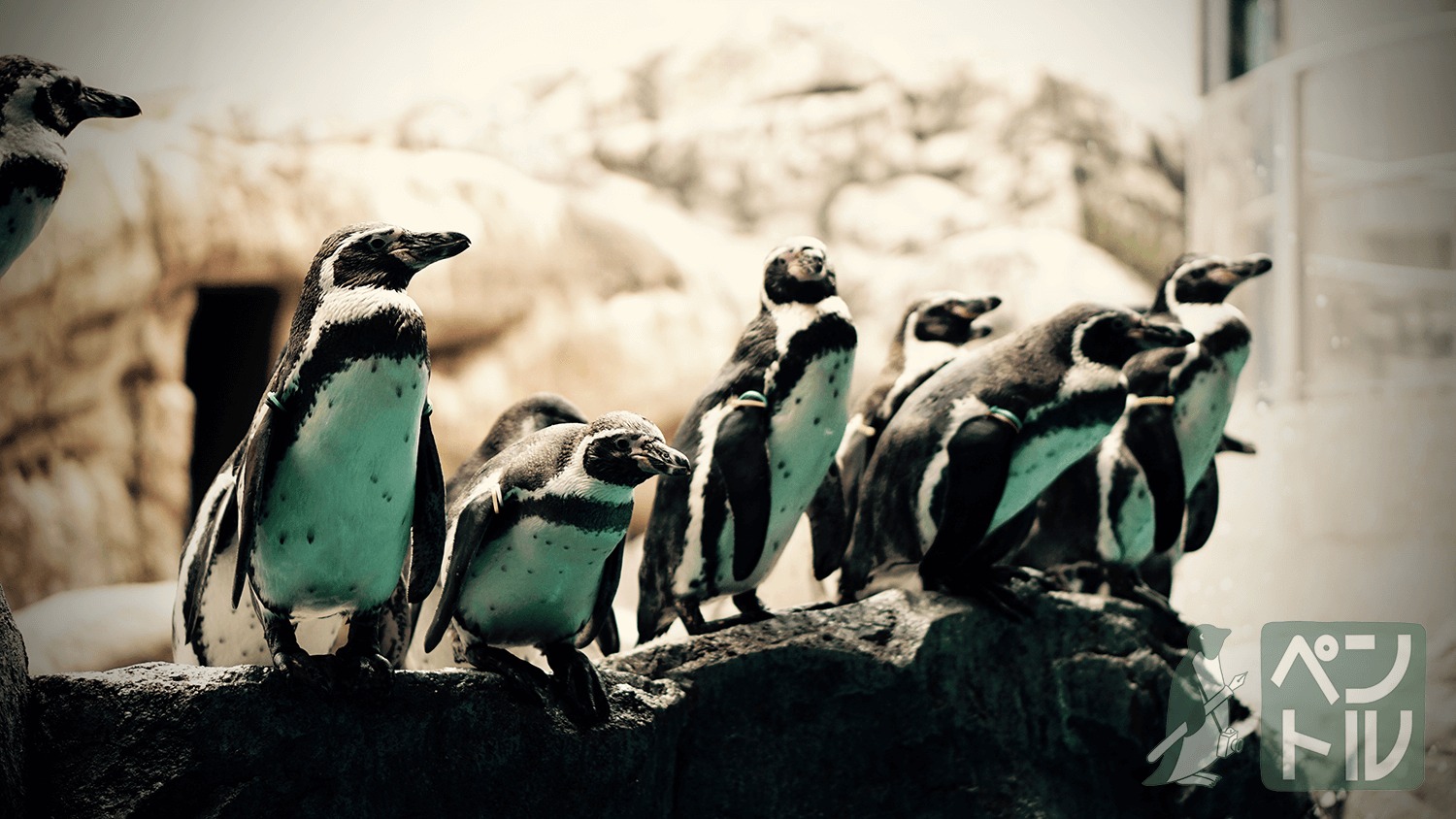 世界一ペンギン推しの水族館は長崎にあります 長崎ペンギン水族館 ペントルの全国ペンギン巡り 002 世界一ペンギン推しの水族館は長崎にあります 長崎ペンギン水族館 ペントルの全国ペンギン巡り 002