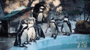 ペンギン会議中＠平川動物公園(70-200mm F4)