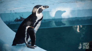 ペンギンと影＠平川動物公園(16-70mm F4.0)