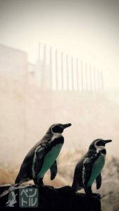 ペンギンと柵＠ペンギン水族館(50mm F1.8)