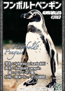 フンボルトペンギン＿トレカ